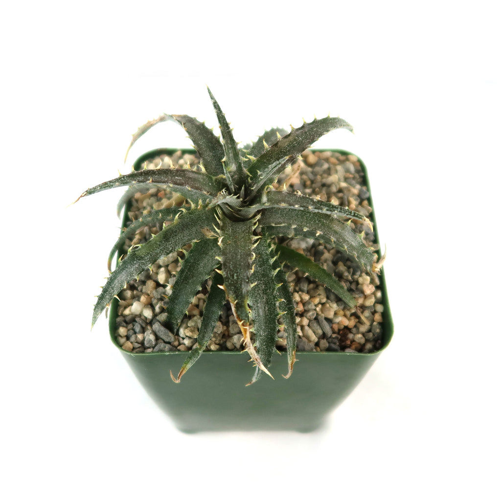 Dyckia Brittle Star