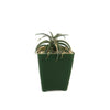 Dyckia Brittle Star