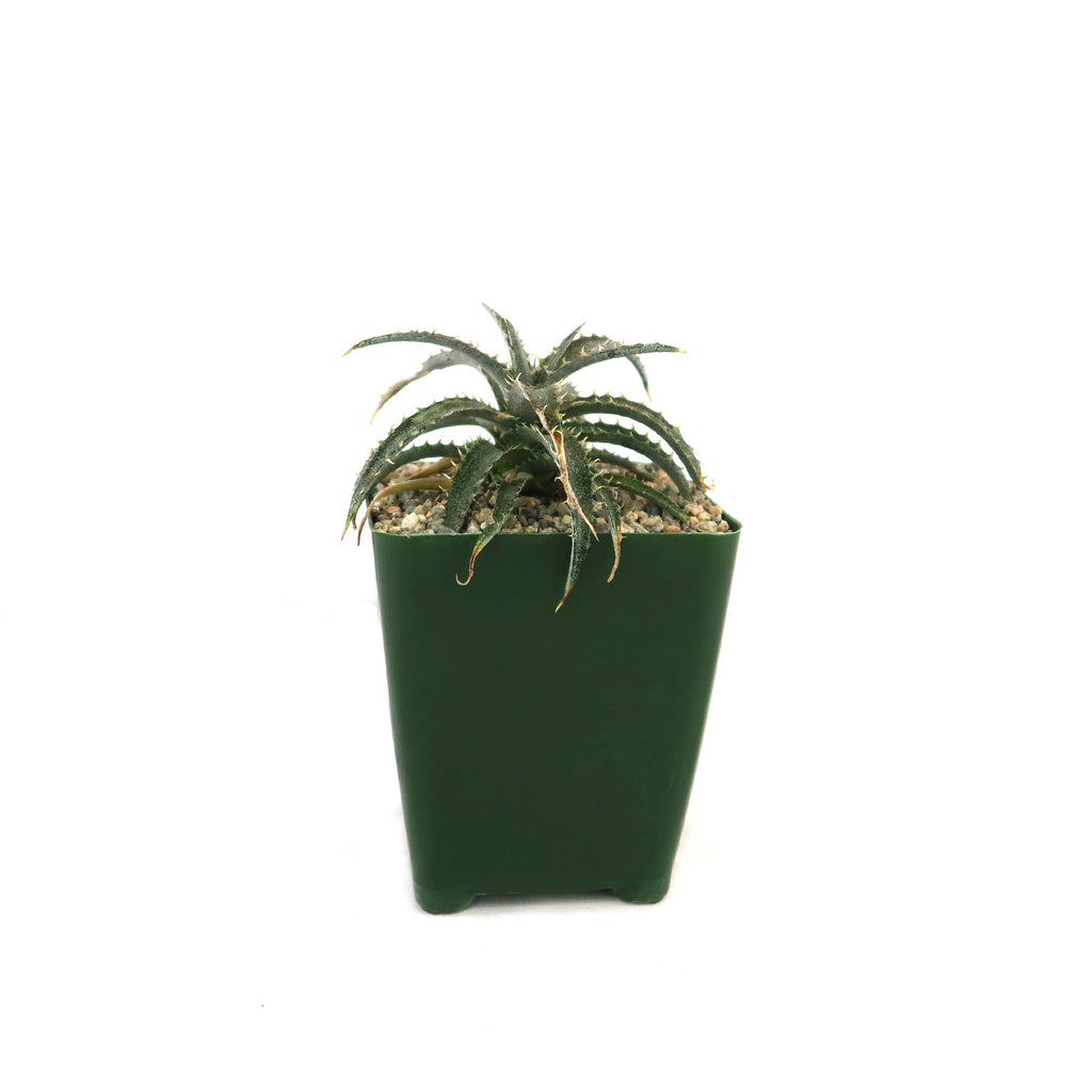 Dyckia Brittle Star