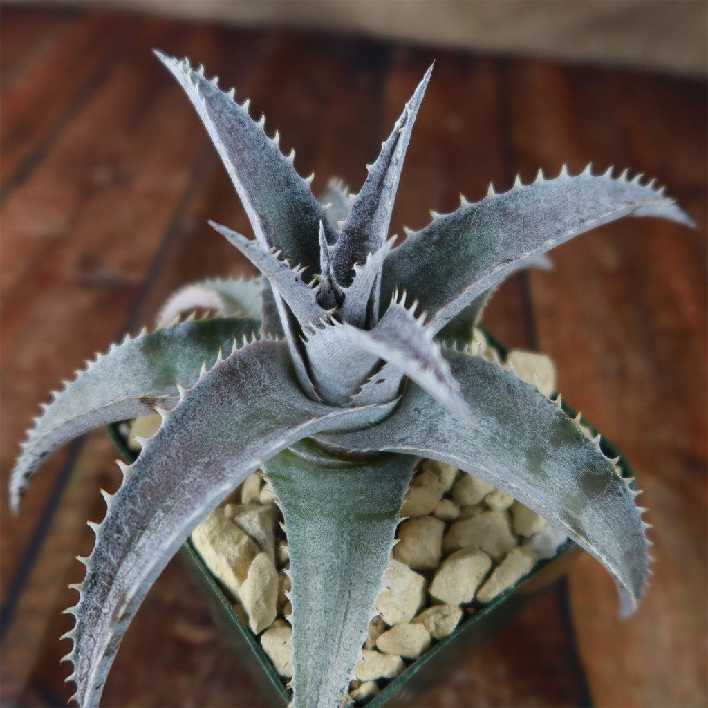 Dyckia marnier lapostolleii