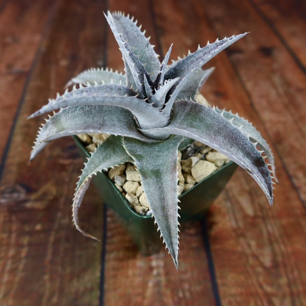 Dyckia marnier lapostolleii