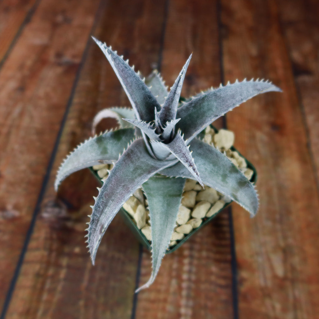 Dyckia marnier lapostolleii
