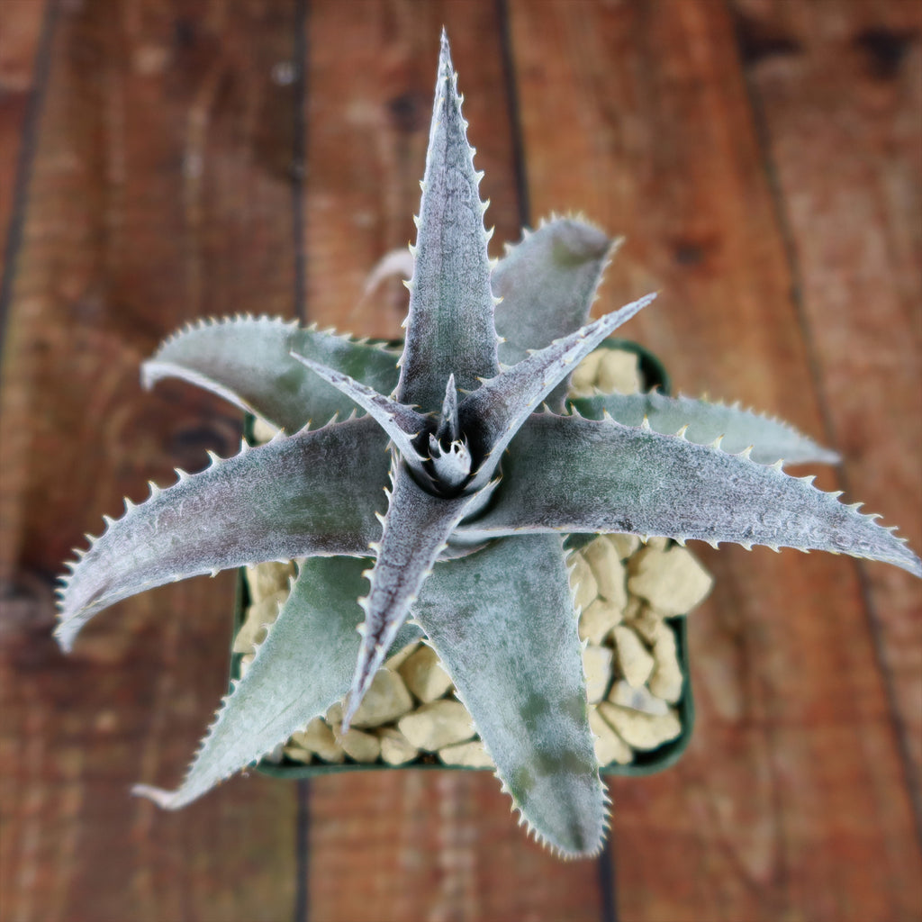Dyckia marnier lapostolleii