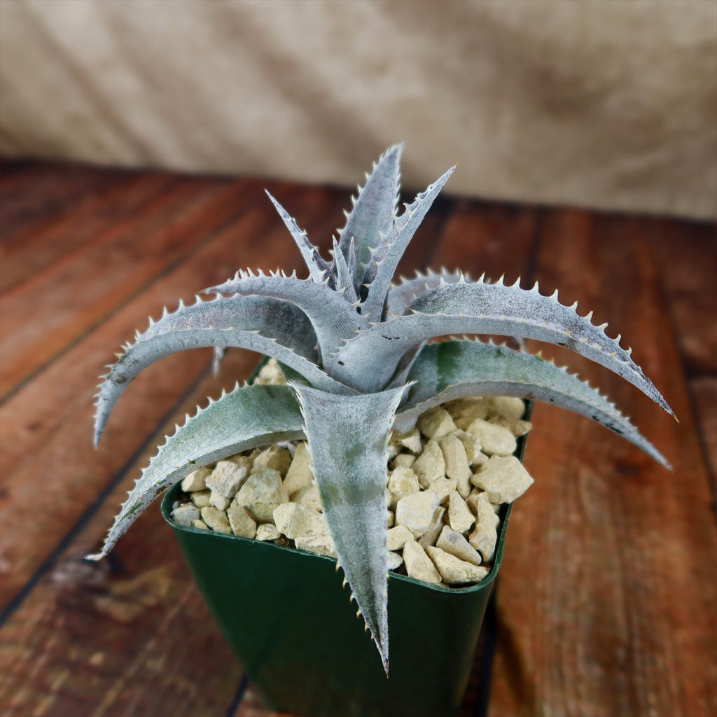 Dyckia marnier lapostolleii