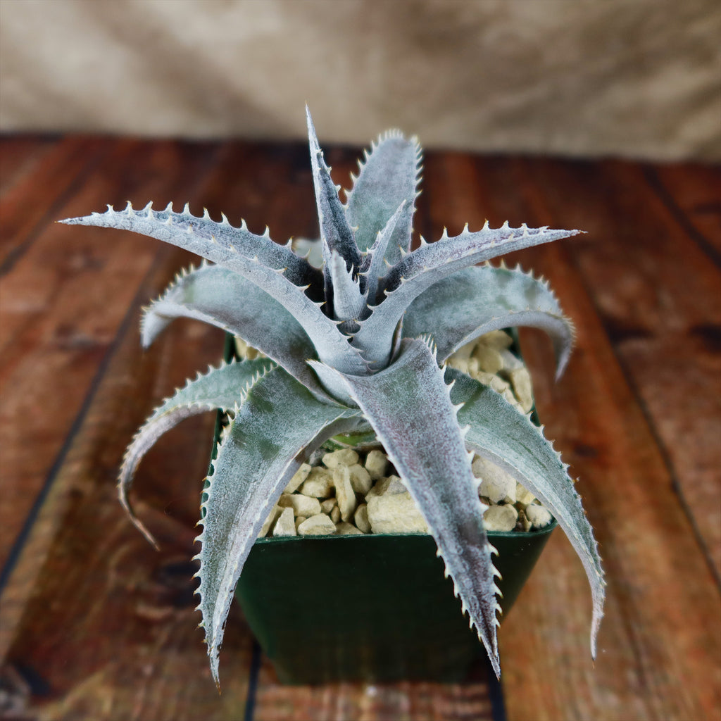 Dyckia marnier lapostolleii