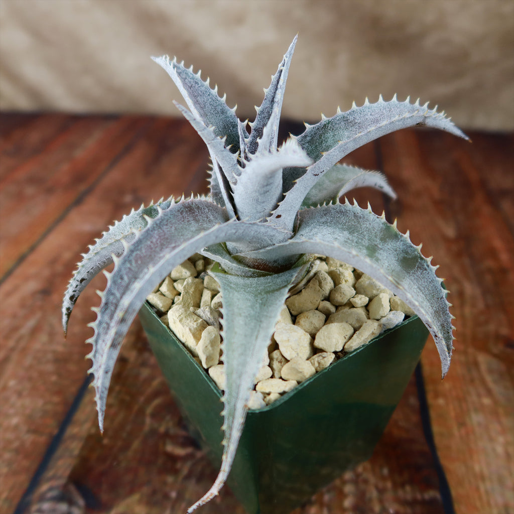 Dyckia marnier lapostolleii