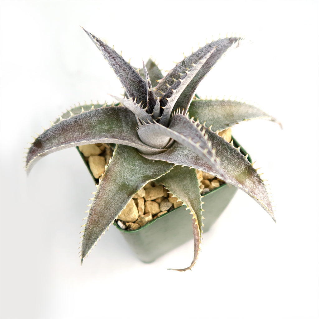 Dyckia marnier lapostolleii