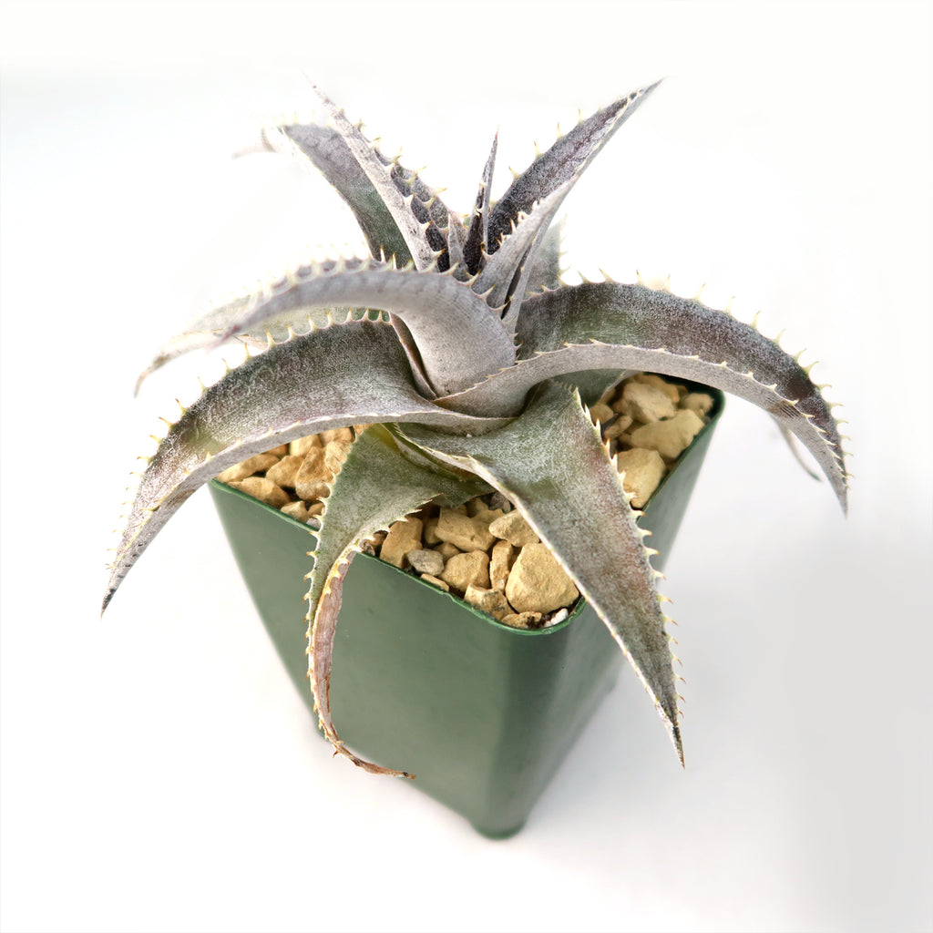 Dyckia marnier lapostolleii