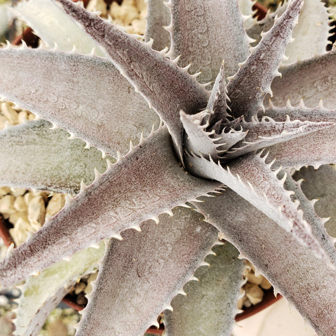 White Dyckia 'Dyckia marnier-lapostollei' - Shop at Planet Desert