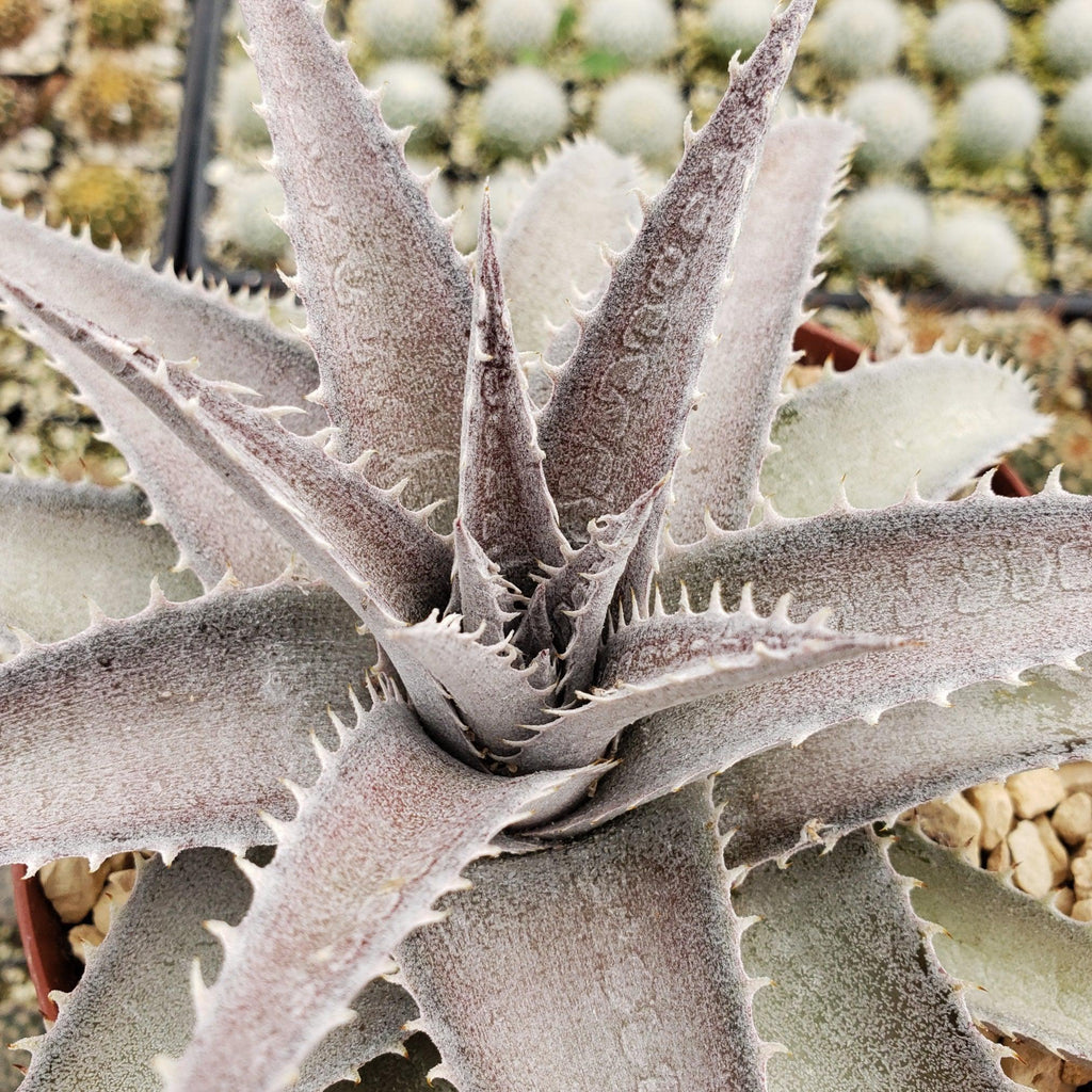 Dyckia marnier lapostolleii