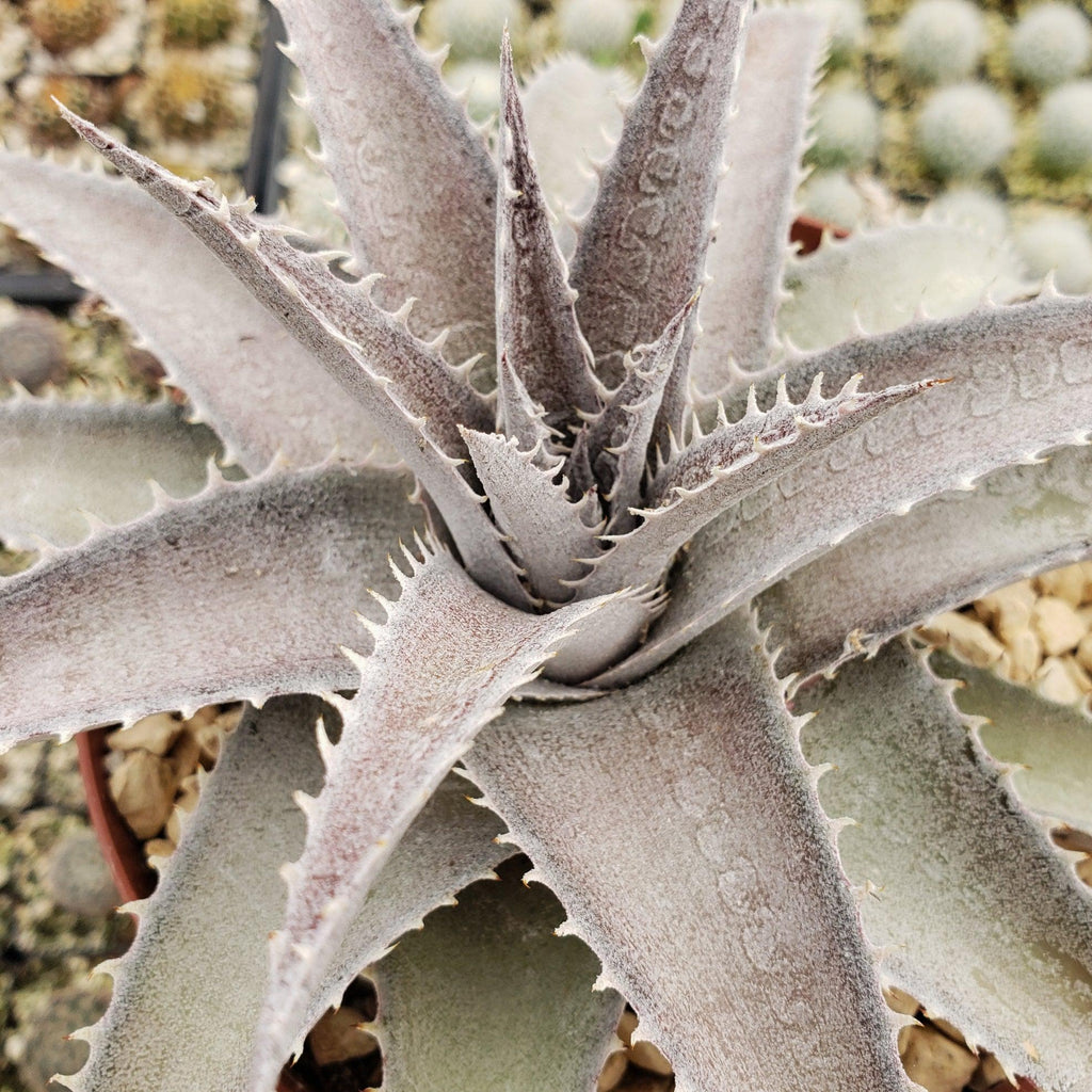 Dyckia marnier lapostolleii