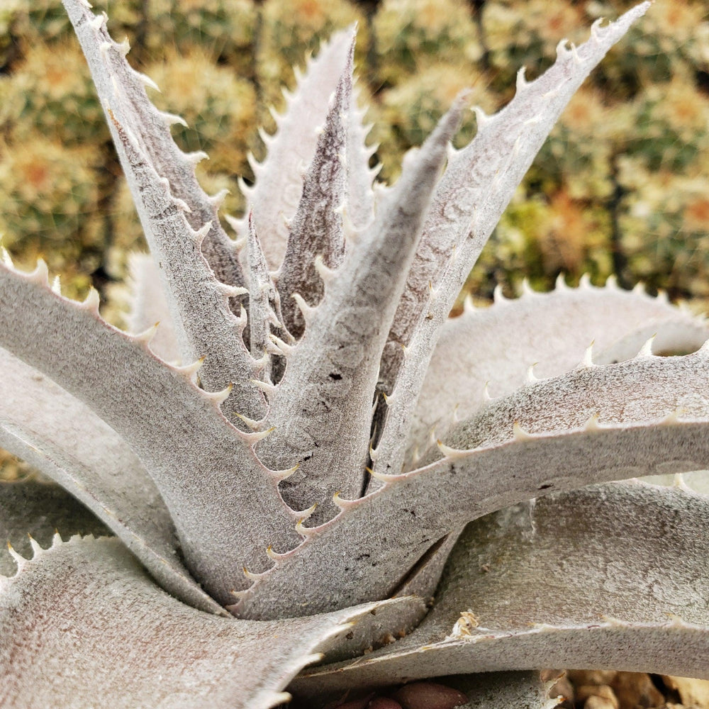 White Dyckia 'Dyckia marnier-lapostollei' - Shop at Planet Desert
