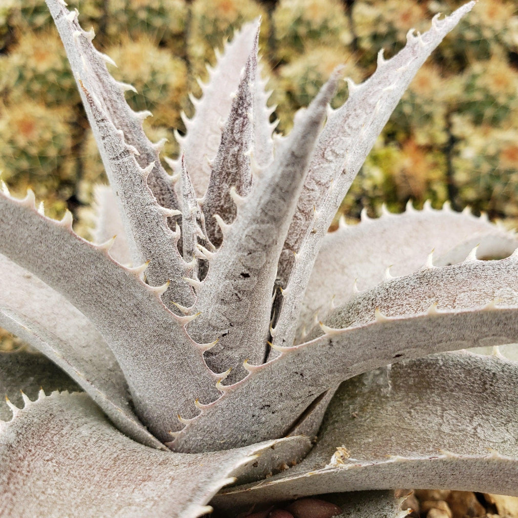 Dyckia marnier lapostolleii