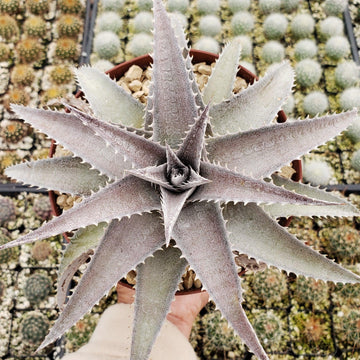DBディッキア Dyckia marnier-lapostollei ⑶ White Dyckia 'Dyckia marnier-lapostollei' - Shop at Planet Desert