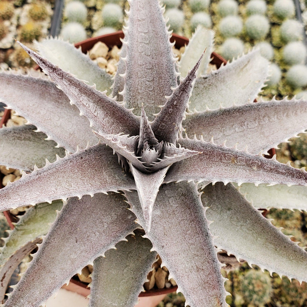 Dyckia marnier lapostolleii
