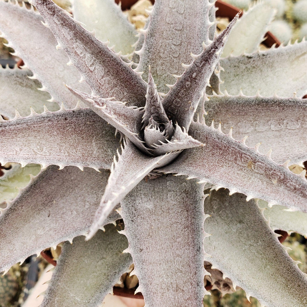 Dyckia marnier lapostolleii