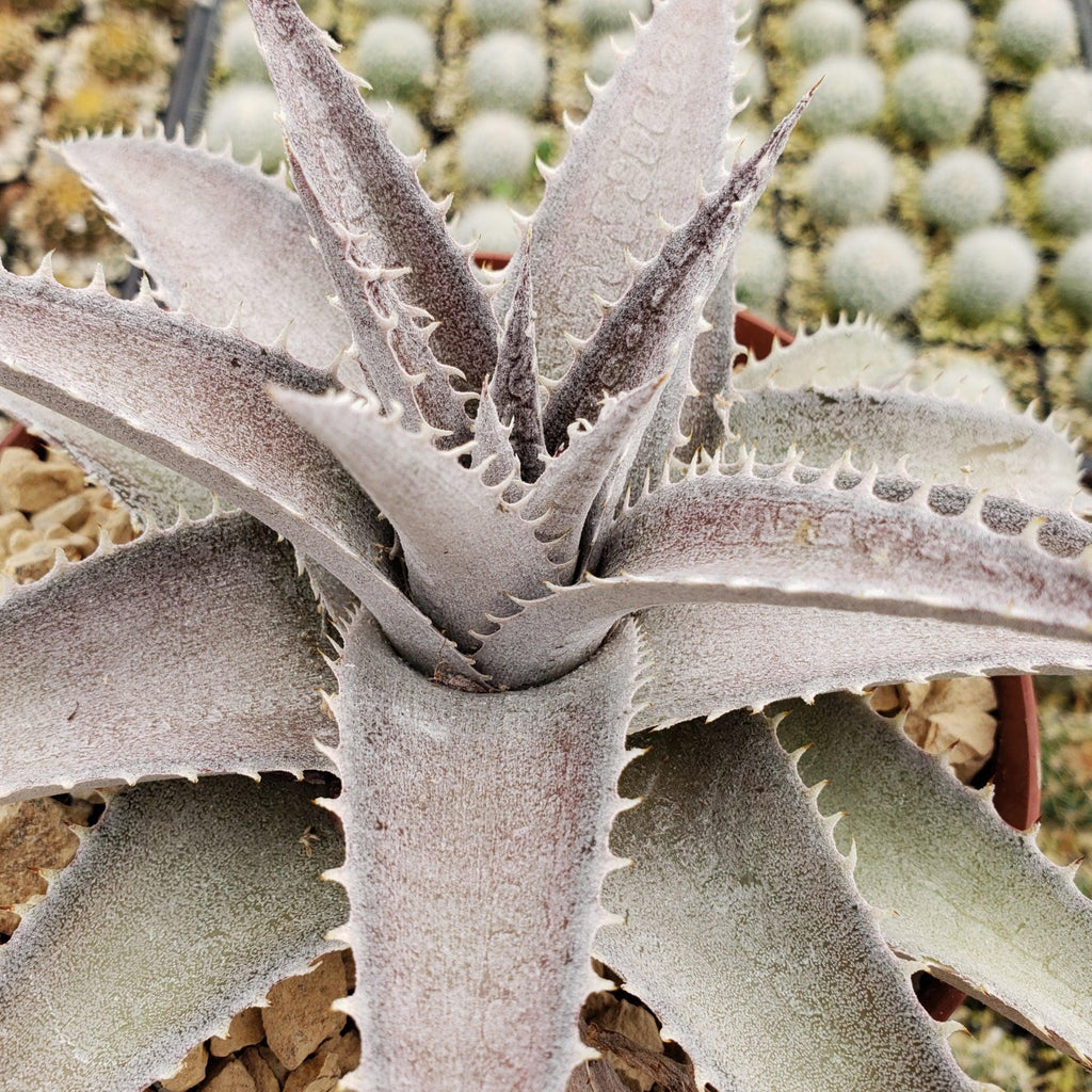 Dyckia marnier lapostolleii