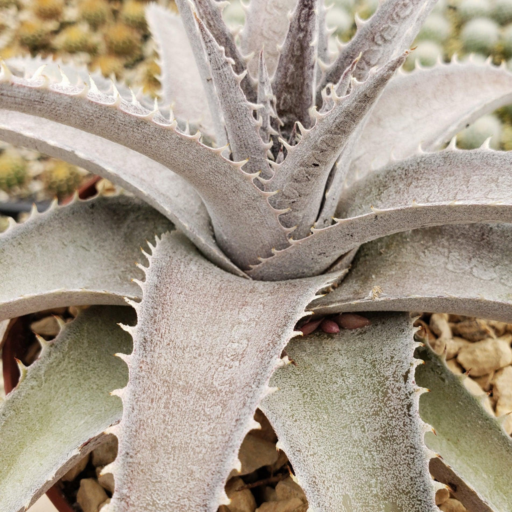 Dyckia marnier lapostolleii