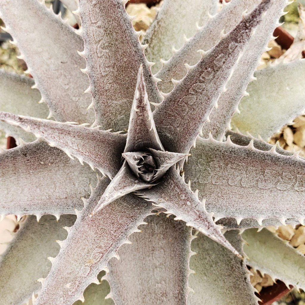 Dyckia marnier lapostolleii