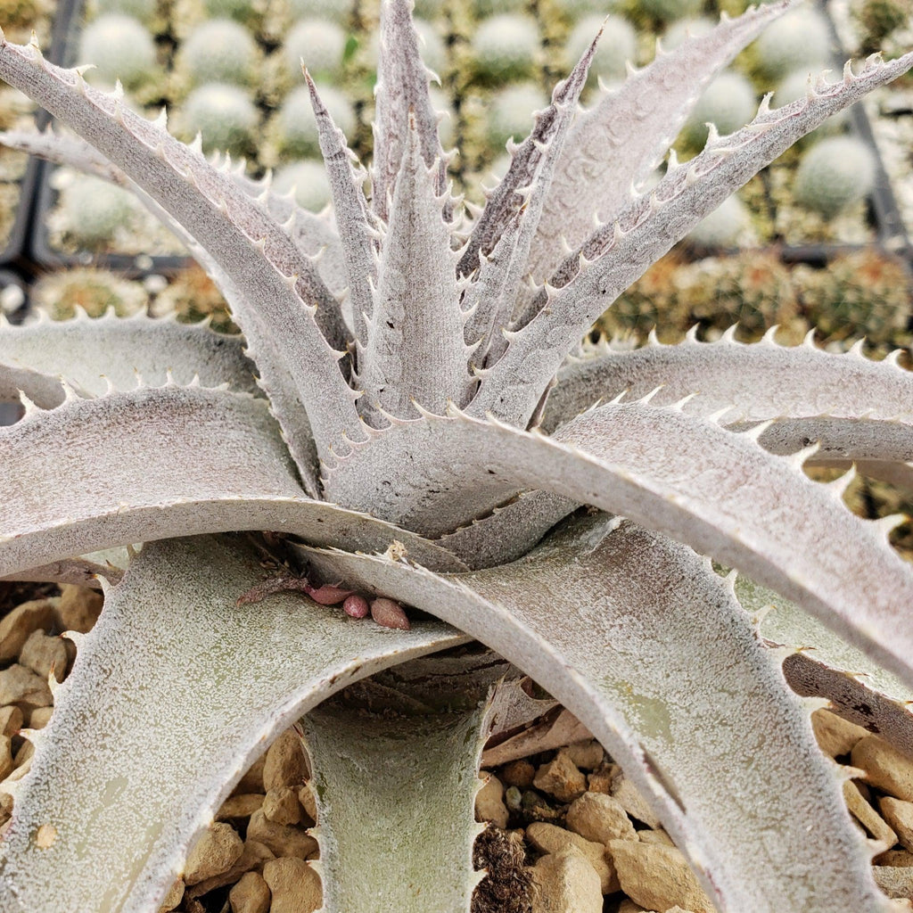 Dyckia marnier lapostolleii