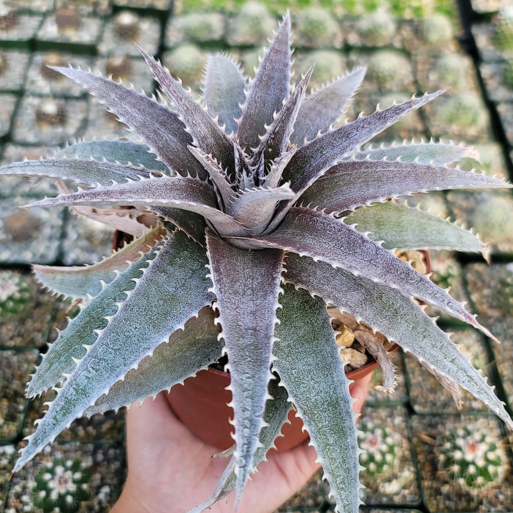 Dyckia platyphylla