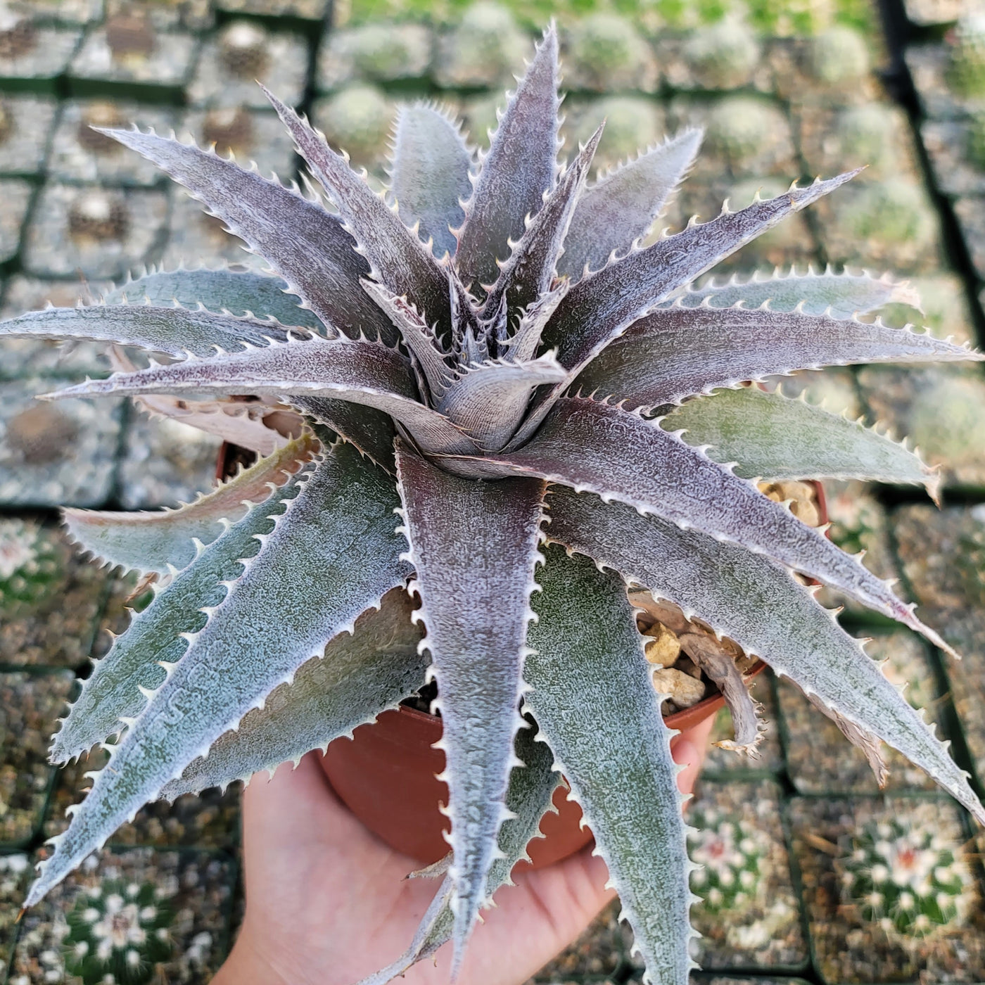 succulent plant with spiky leaves Clustered Dyckia platyphylla Succulent