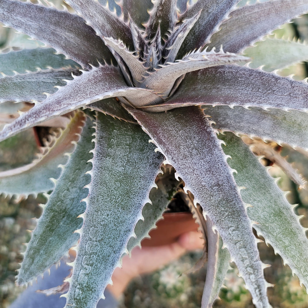 Dyckia platyphylla