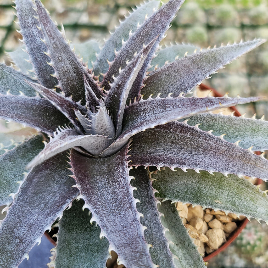 Dyckia platyphylla