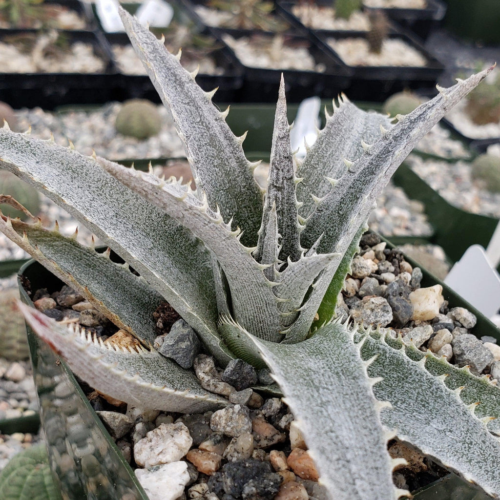 Dyckia platyphylla