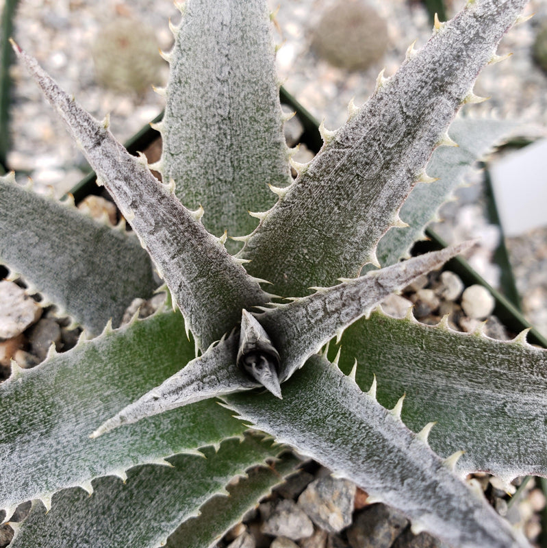 Clustered Dyckia platyphylla Succulent | Planet Desert