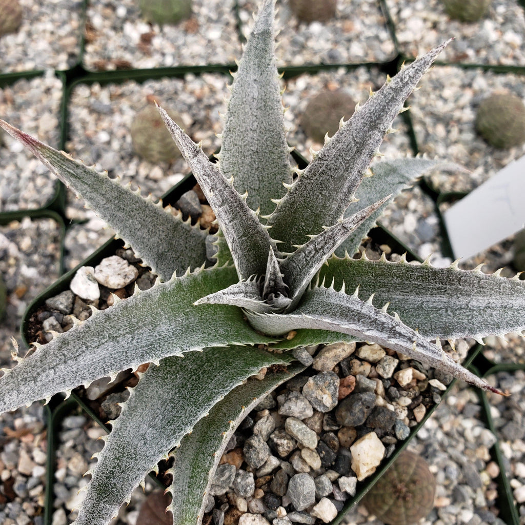 Dyckia platyphylla