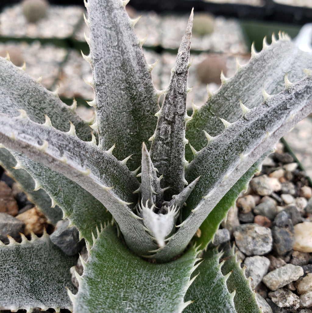 Dyckia platyphylla