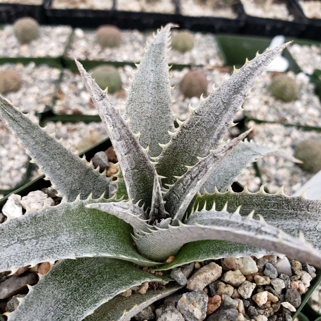 Dyckia platyphylla