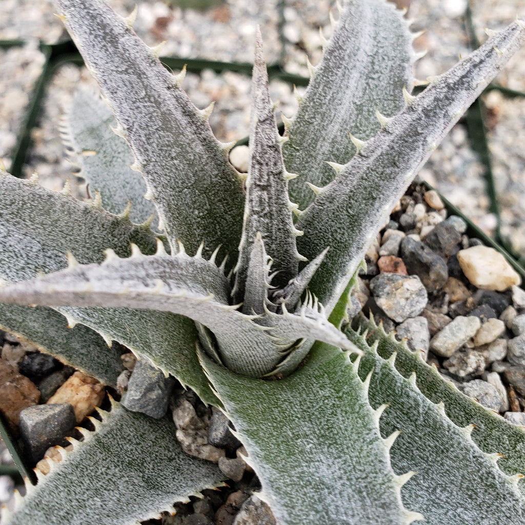 Dyckia platyphylla