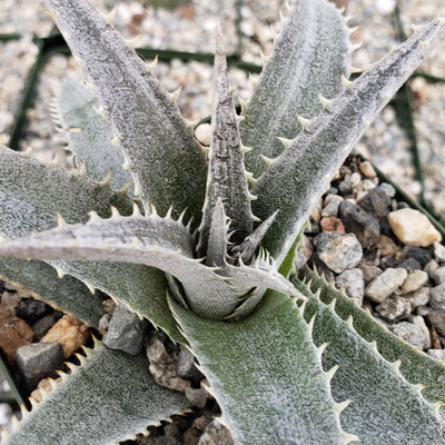 dyckia succulent Clustered Dyckia platyphylla Succulent