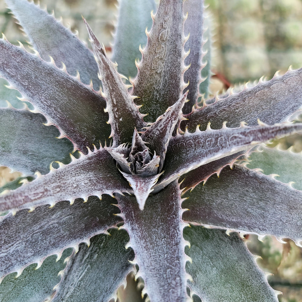 Dyckia platyphylla