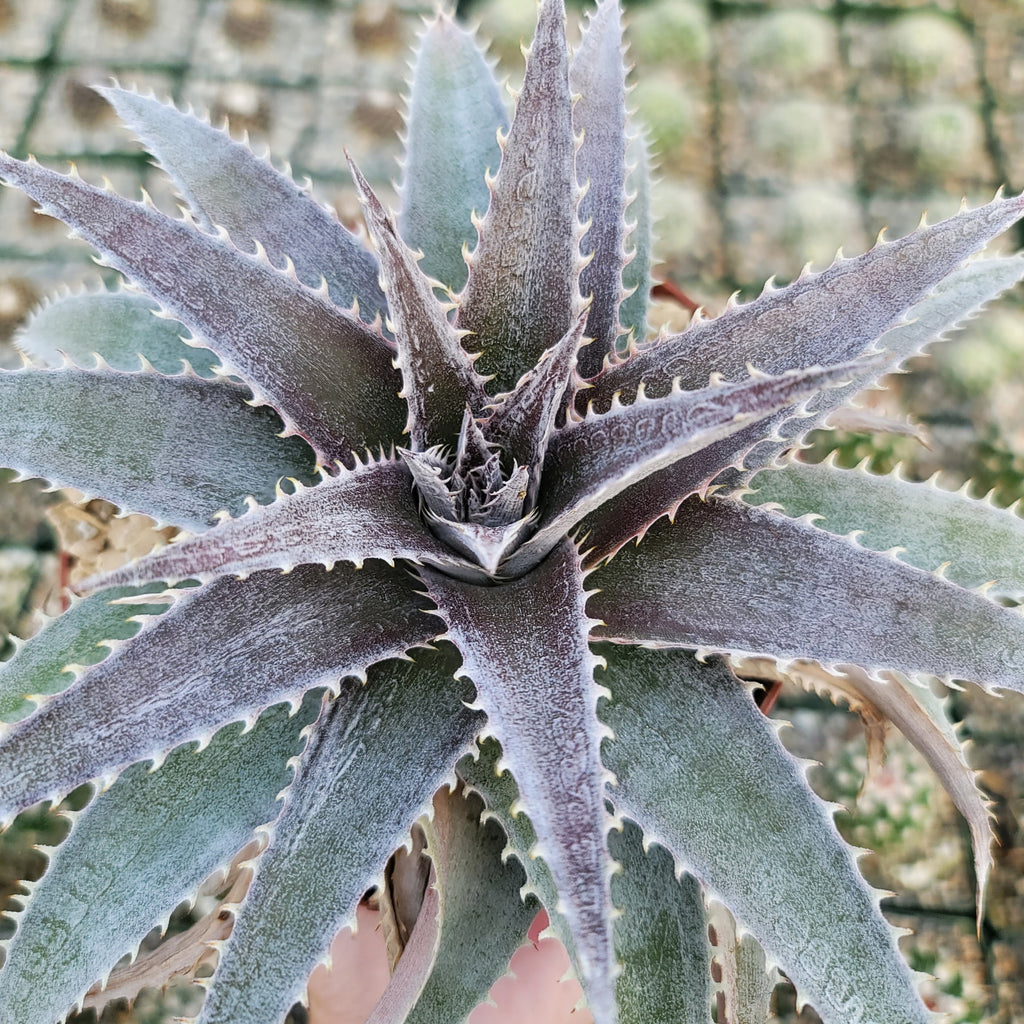 Dyckia platyphylla