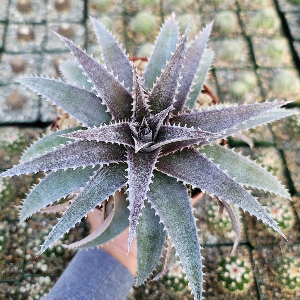 Dyckia platyphylla