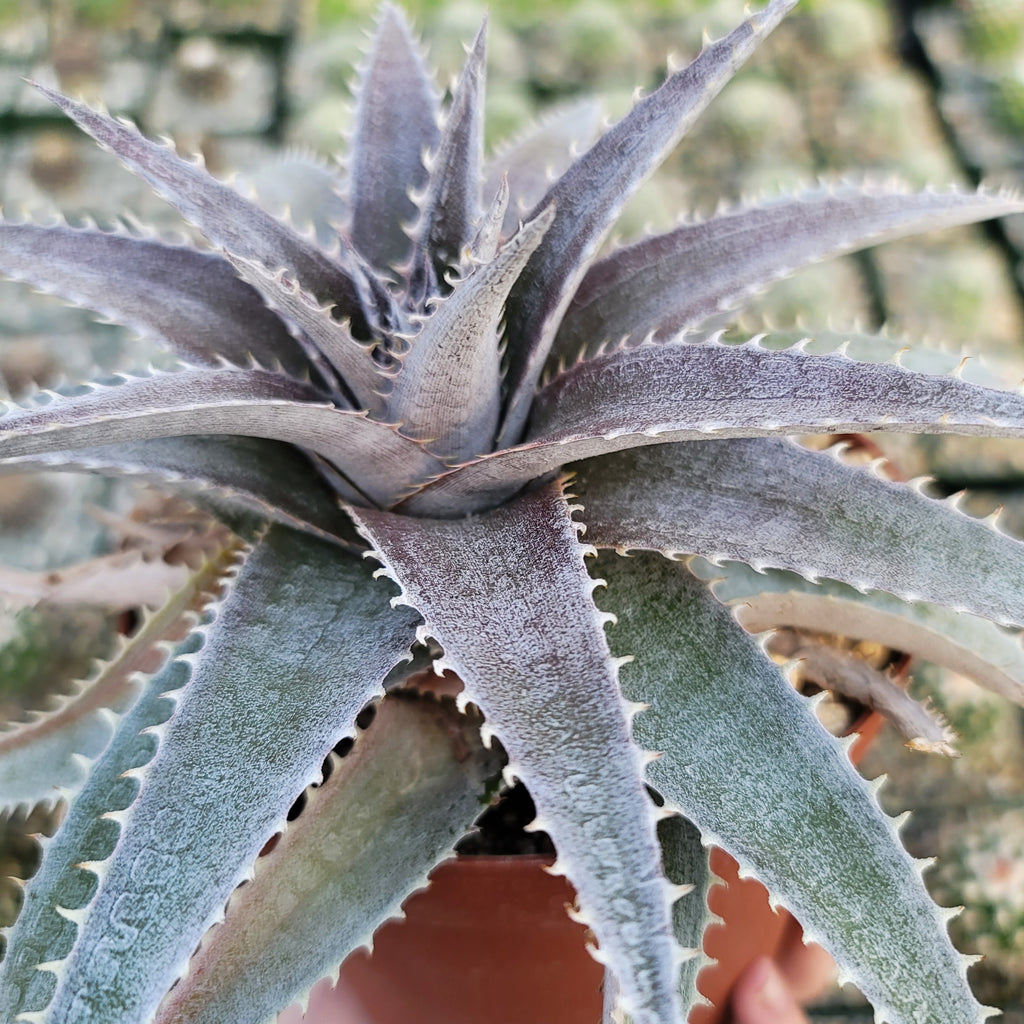 Dyckia platyphylla
