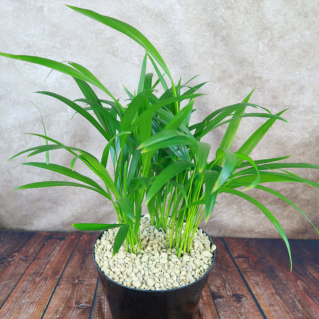 Areca Palm ‘Dypsis lutescens’