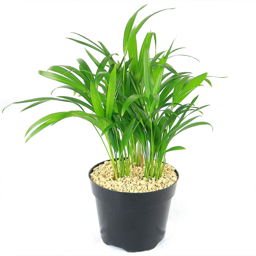 Areca Palm ‘Dypsis lutescens’