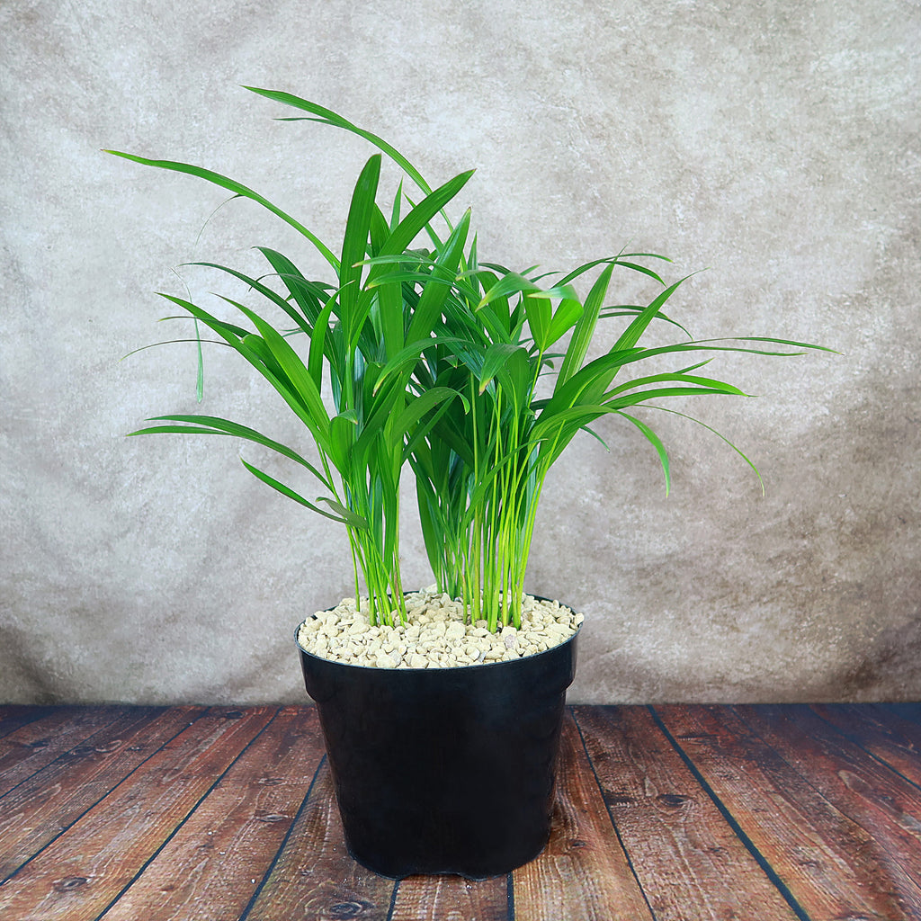 Areca Palm ‘Dypsis lutescens’