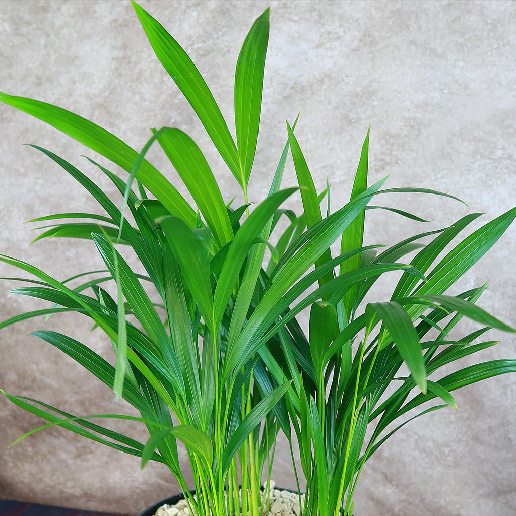 Areca Palm ‘Dypsis lutescens’