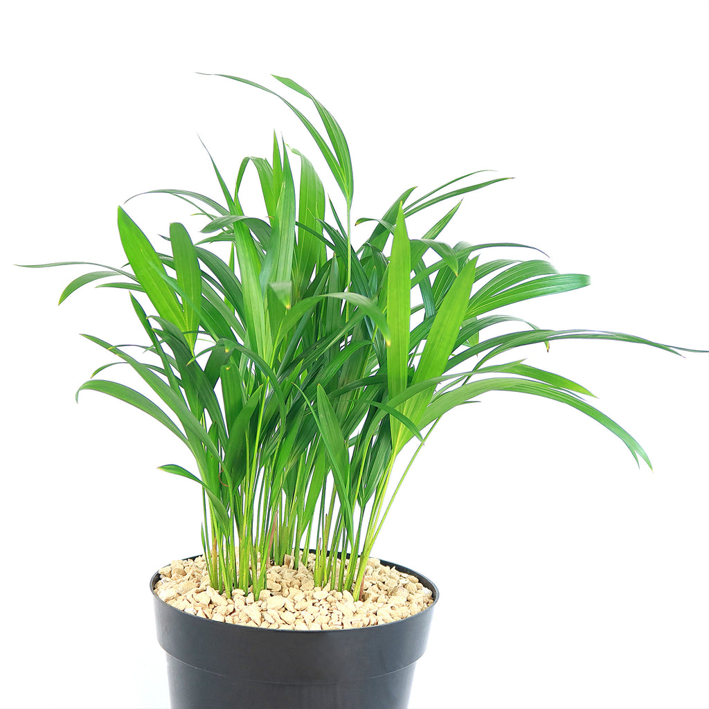 Areca Palm ‘Dypsis lutescens’