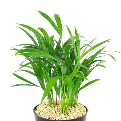 areca palm clump removal Shop 'Areca Palm – Dypsis lutescens' Care & Growing Guide