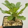 Dorstenia Foetida