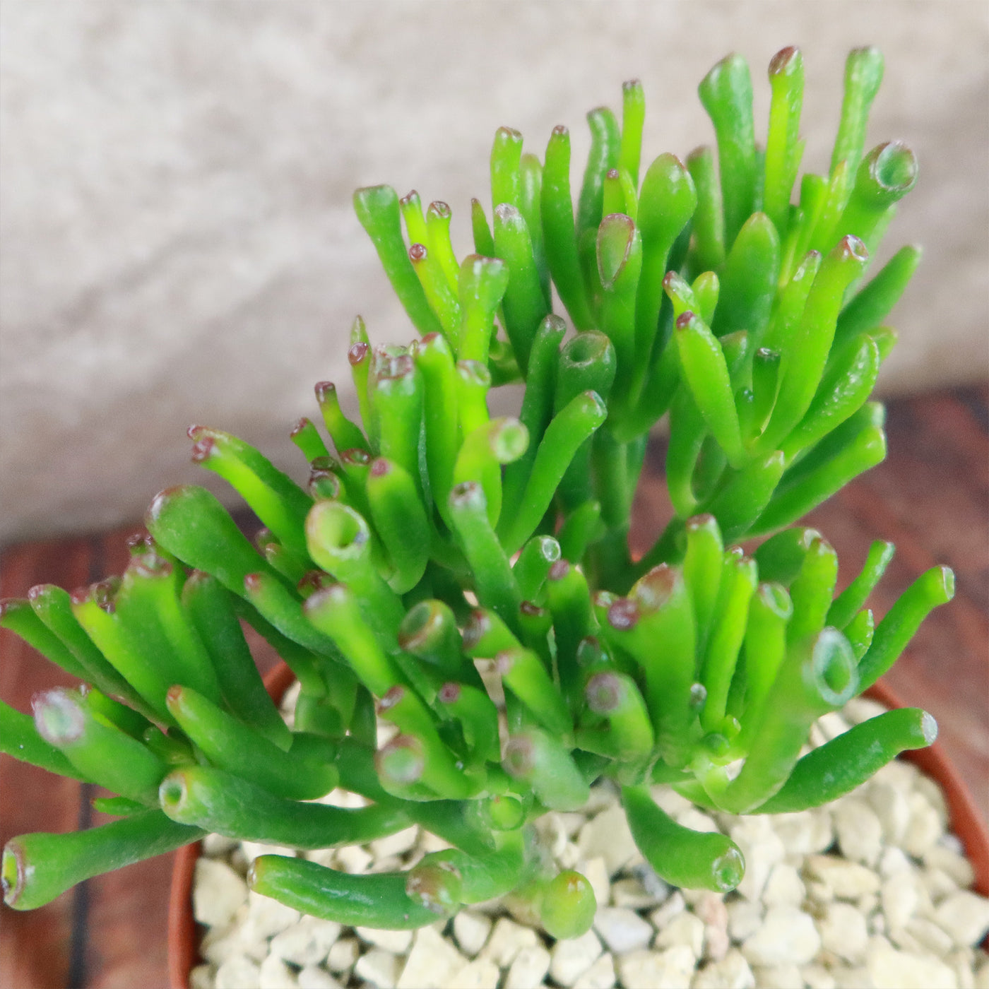 et fingers succulent Shop 'ET's Fingers - Shrek Ears 'Crassula Ovata Gollum Jade' care and Info