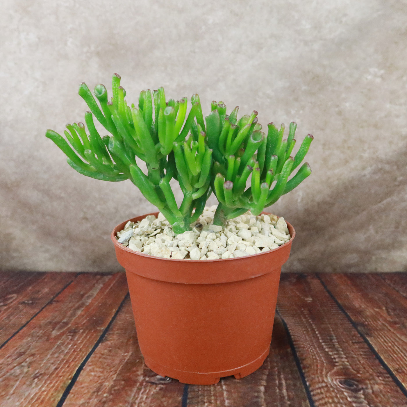 ET Fingers-Shrek Ears 'Crassula ovata Gollum Jade'