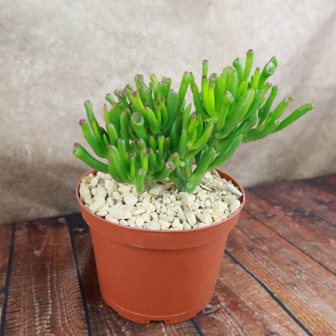 ET Fingers-Shrek Ears 'Crassula ovata Gollum Jade'