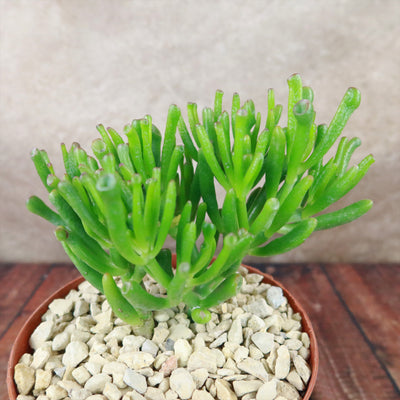 ET Fingers-Shrek Ears 'Crassula ovata Gollum Jade'